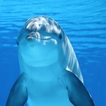Foto mit Unterwasserkamera